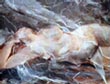 peinture a l'huile 2